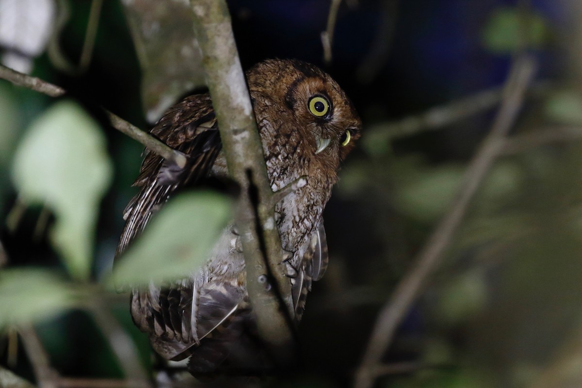 Black-capped Screech-Owl - ML180104541