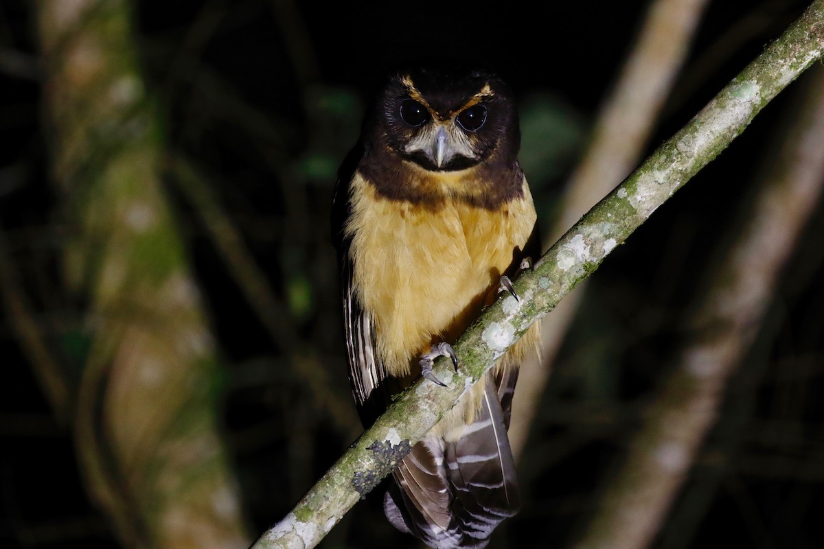 Tawny-browed Owl - ML180105041