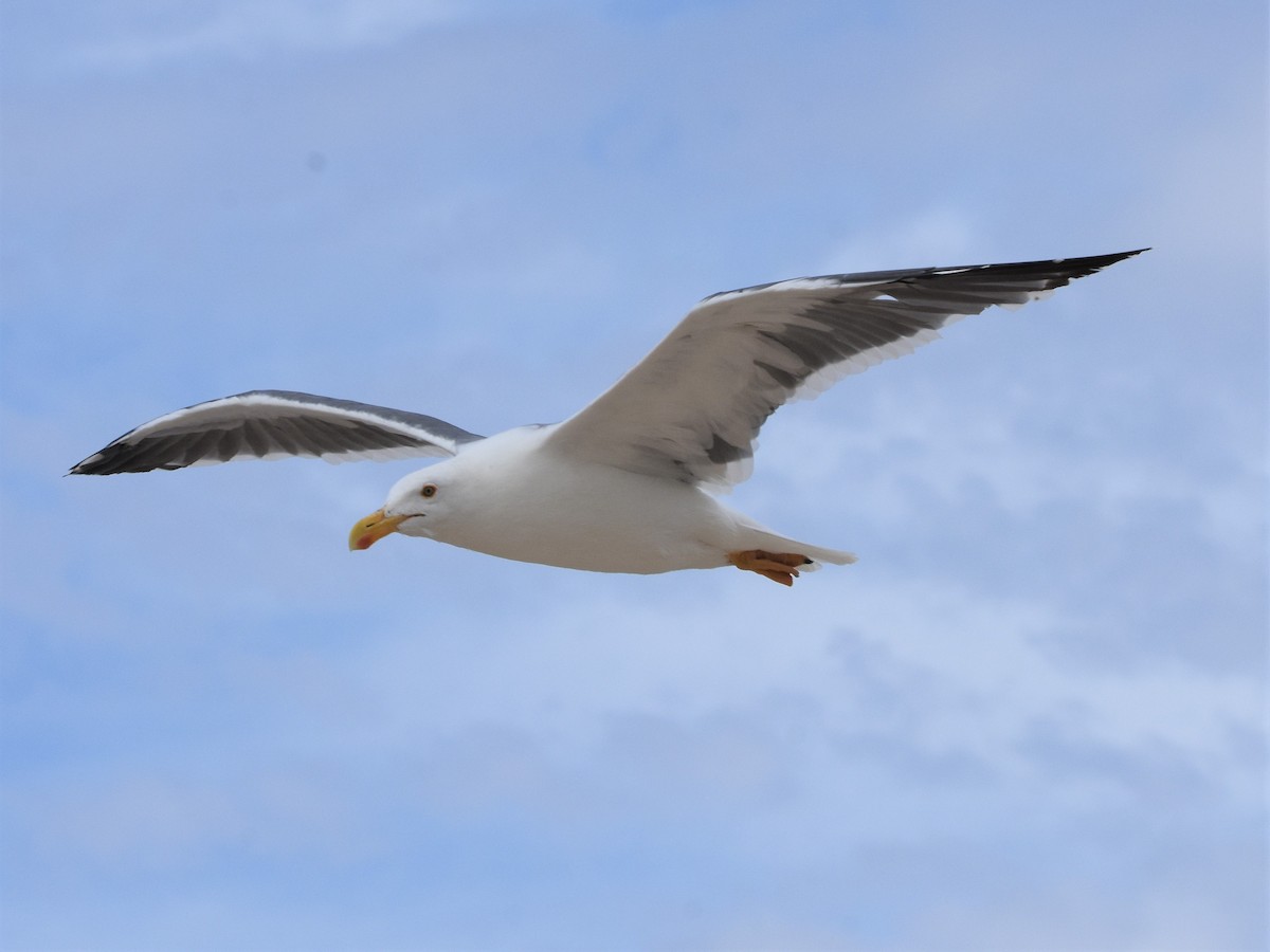Yellow-footed Gull - ML180105271