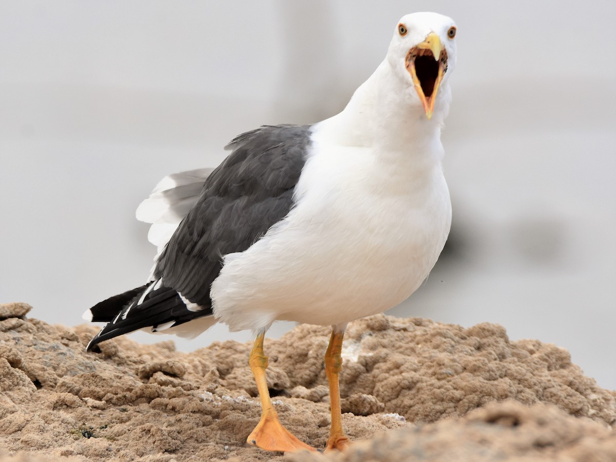Yellow-footed Gull - Weston Smith
