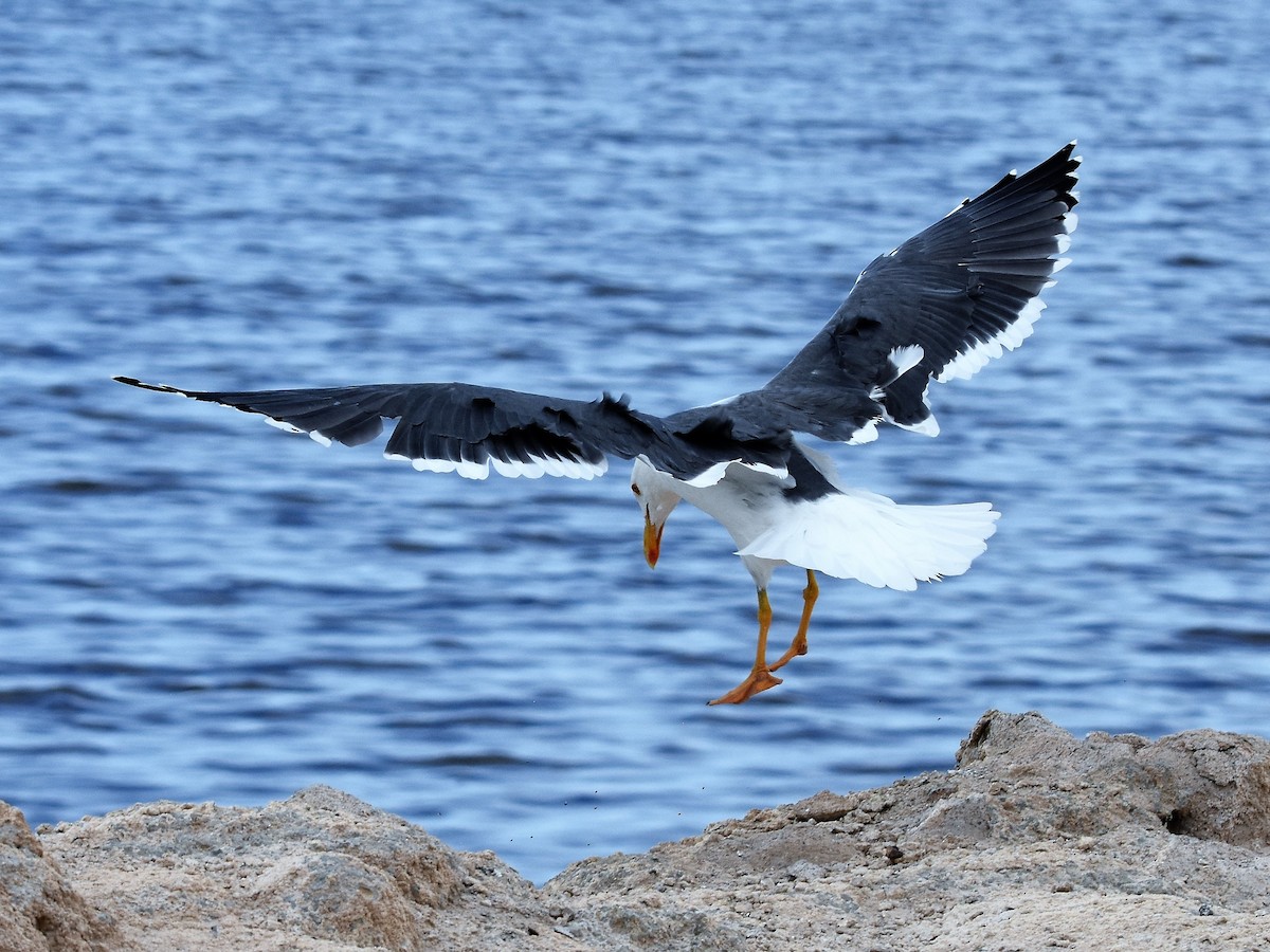 Yellow-footed Gull - ML180105371
