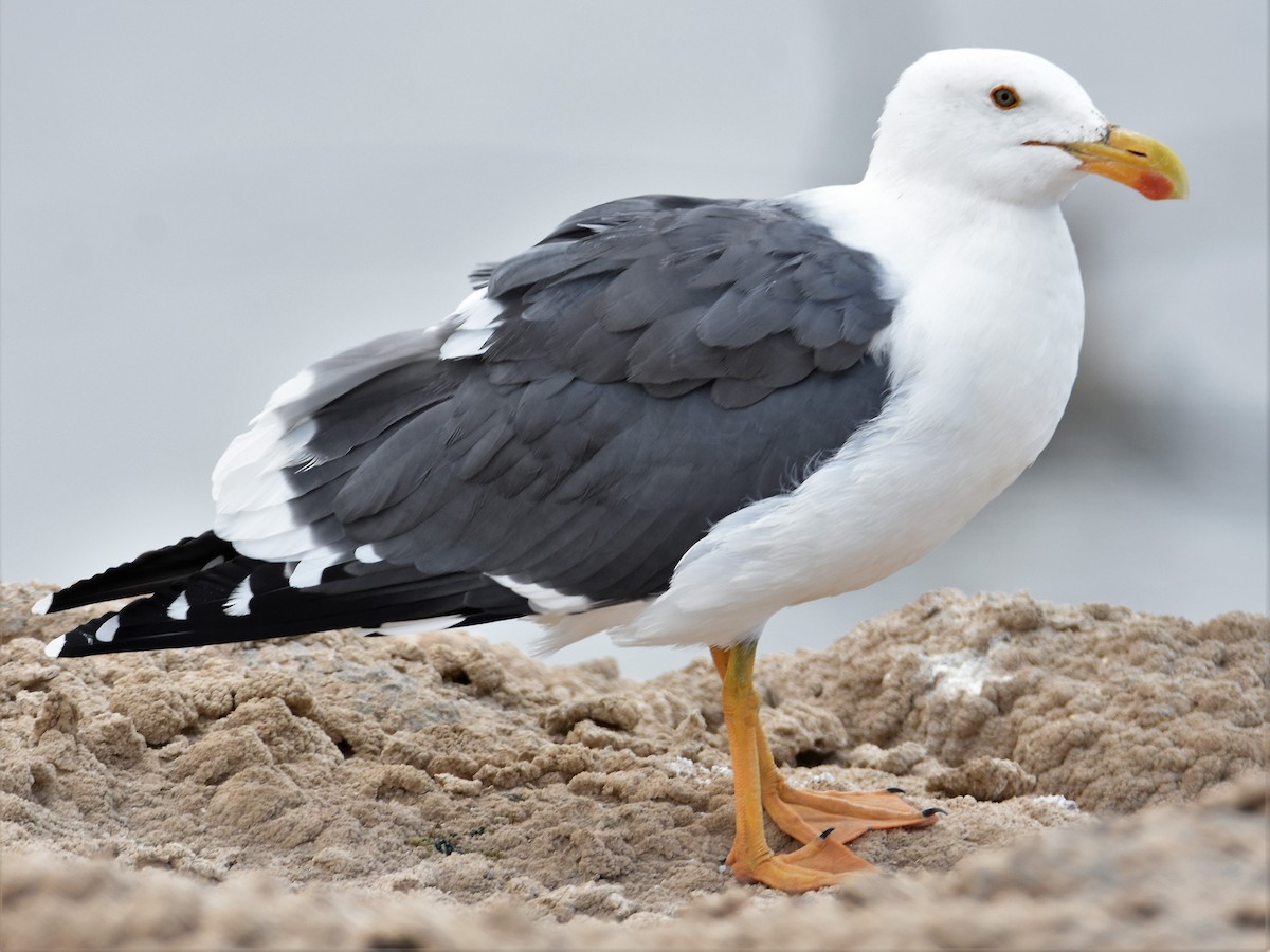 Yellow-footed Gull - ML180105391