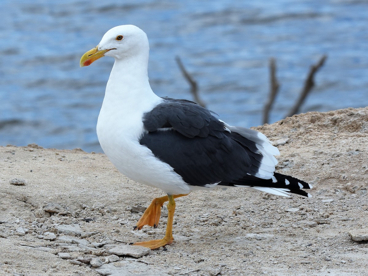 Yellow-footed Gull - ML180105421