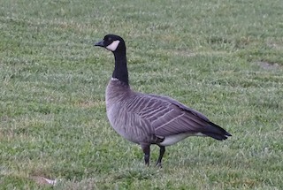 Cackling Goose, ML180108641