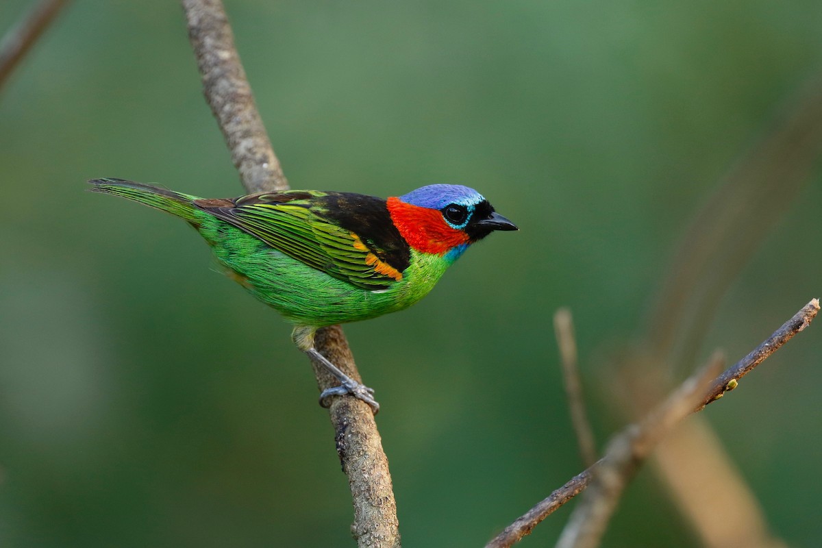Red-necked Tanager - ML180108651