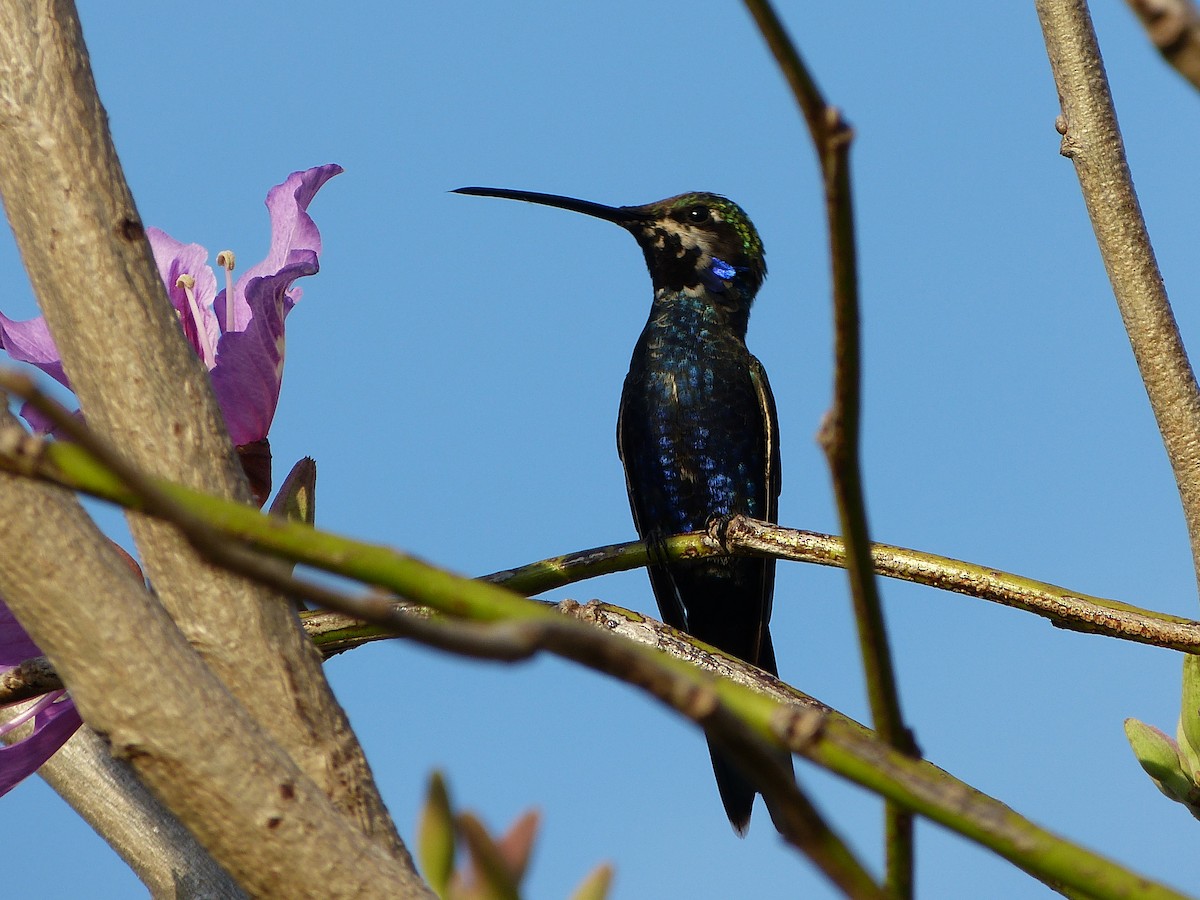 kolibřík cerradový - ML180108891