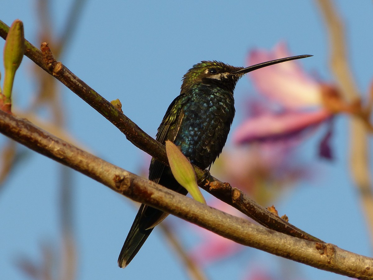 kolibřík cerradový - ML180109071
