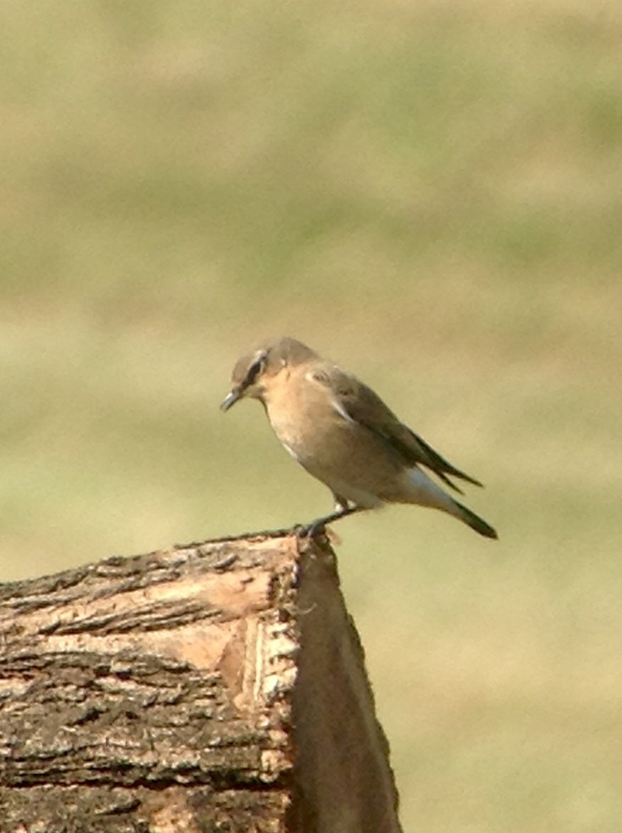 Northern Wheatear - Atlee Yoder