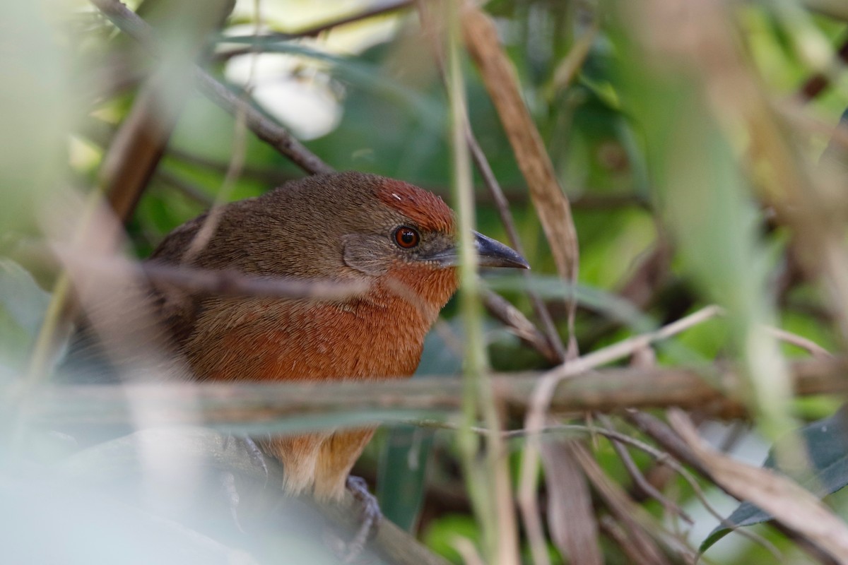 Orange-breasted Thornbird - ML180110171