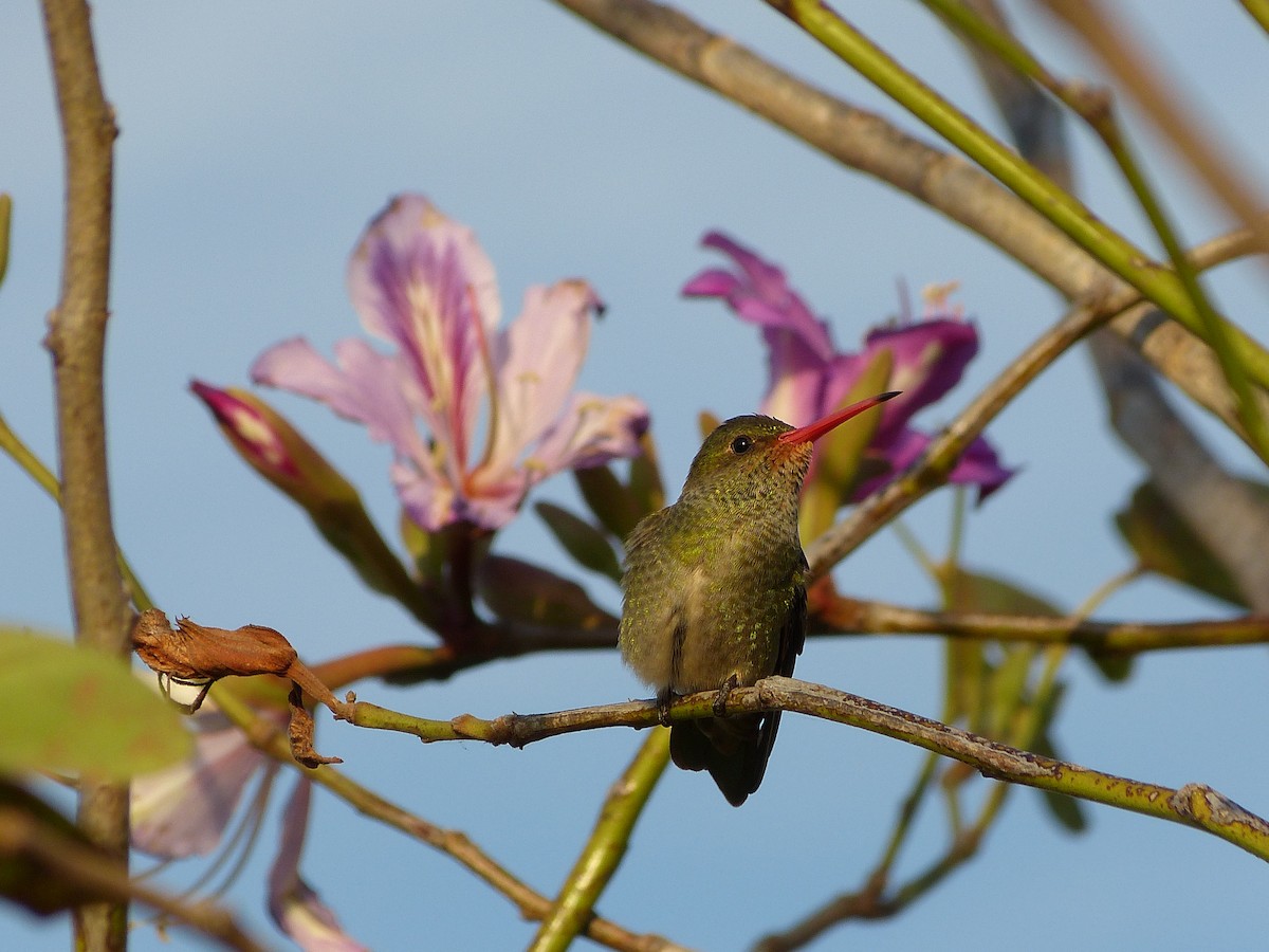 Gilded Hummingbird - ML180110891