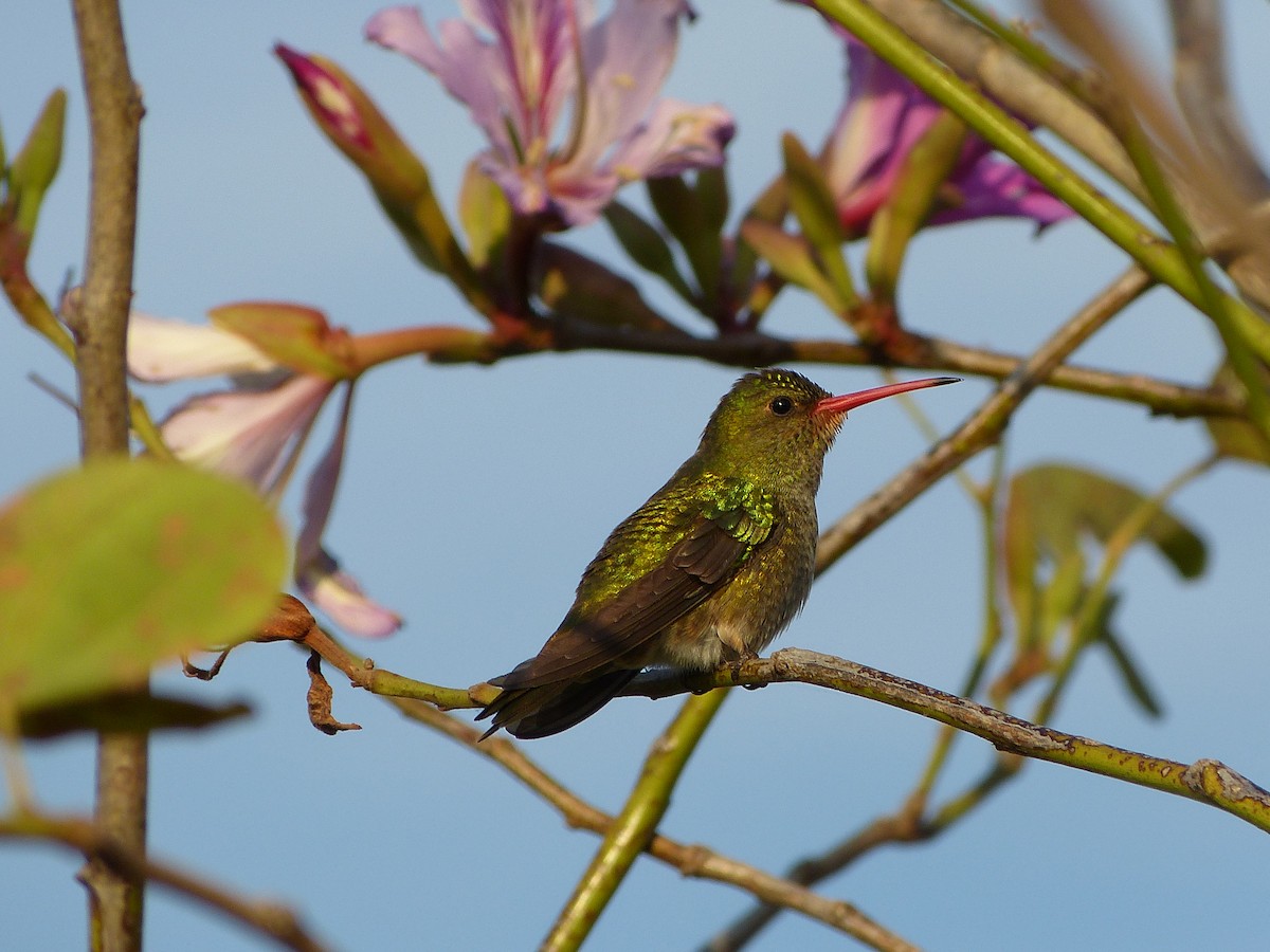 Gilded Hummingbird - Ignacio Dovis