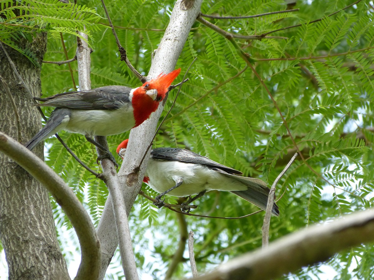 Red-crested Cardinal - ML180112471