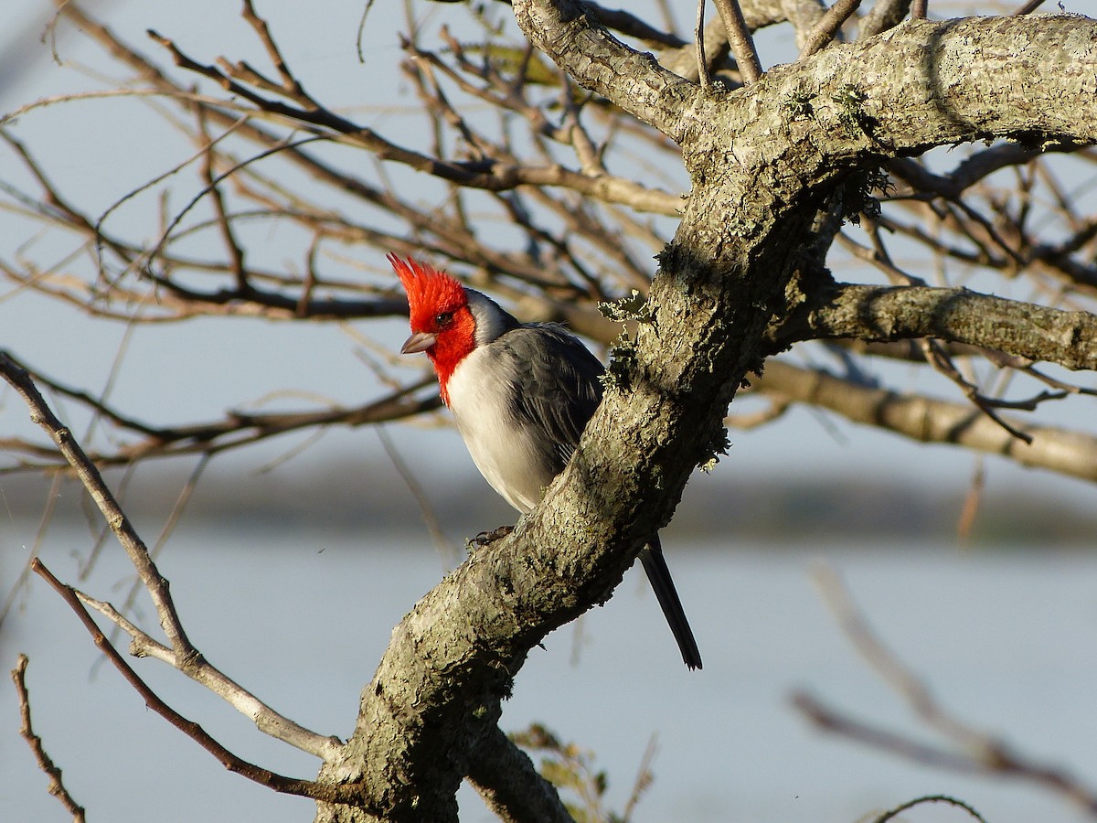 Red-crested Cardinal - Ignacio Dovis