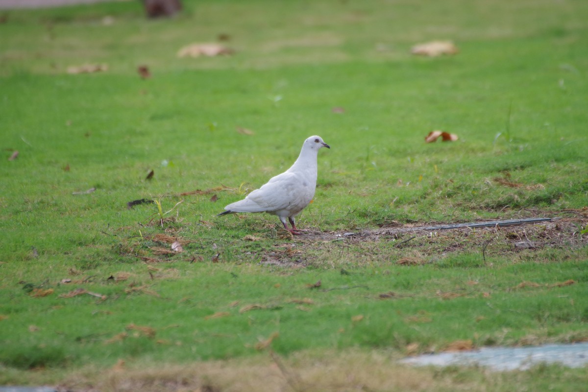 Rock Pigeon (Feral Pigeon) - ML180117801