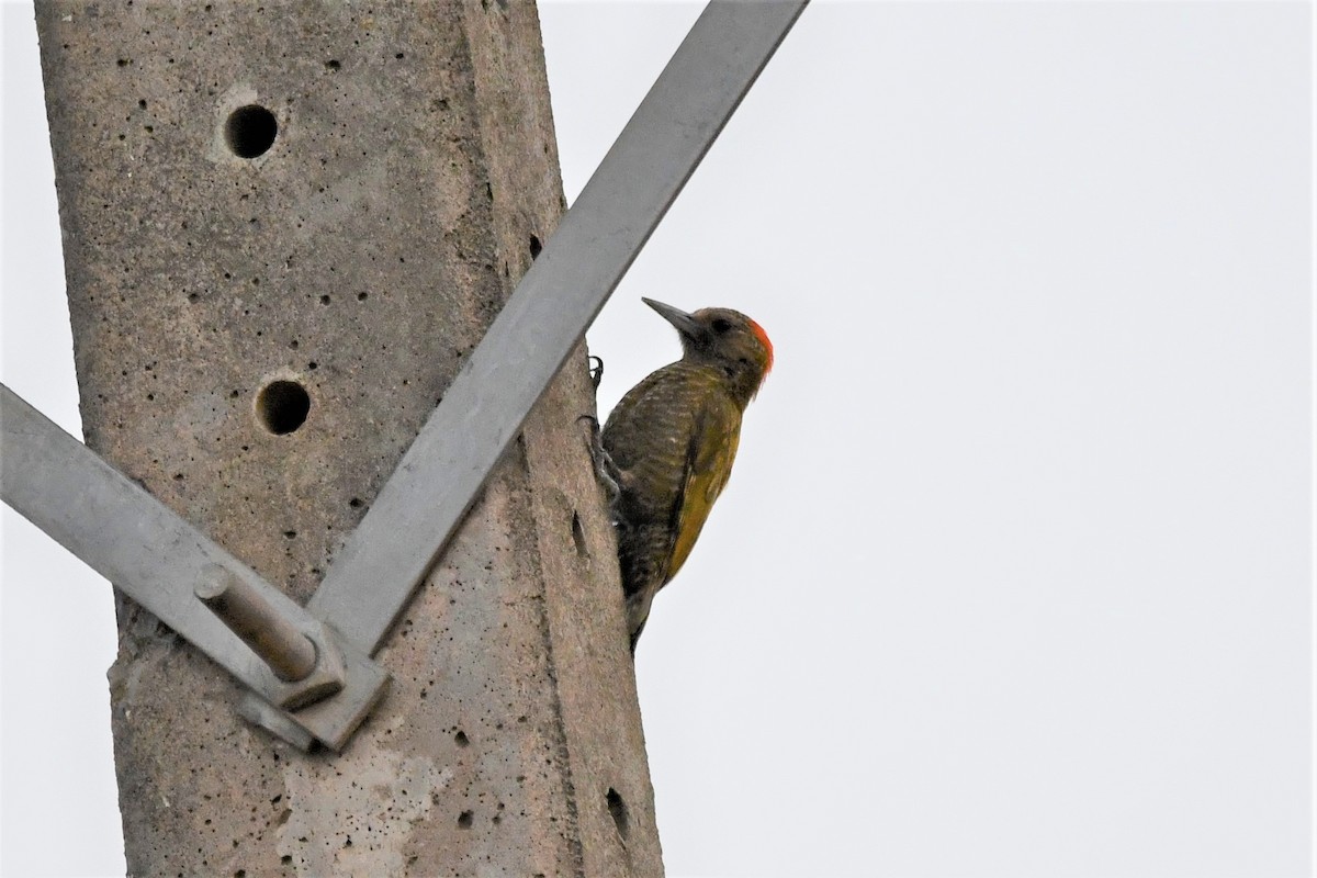 Little Woodpecker - Dan Bormann
