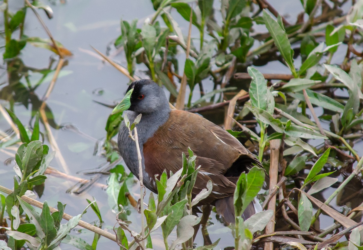 Spot-flanked Gallinule - Club de Observadores de Aves Reserva Ecológica Costanera Norte