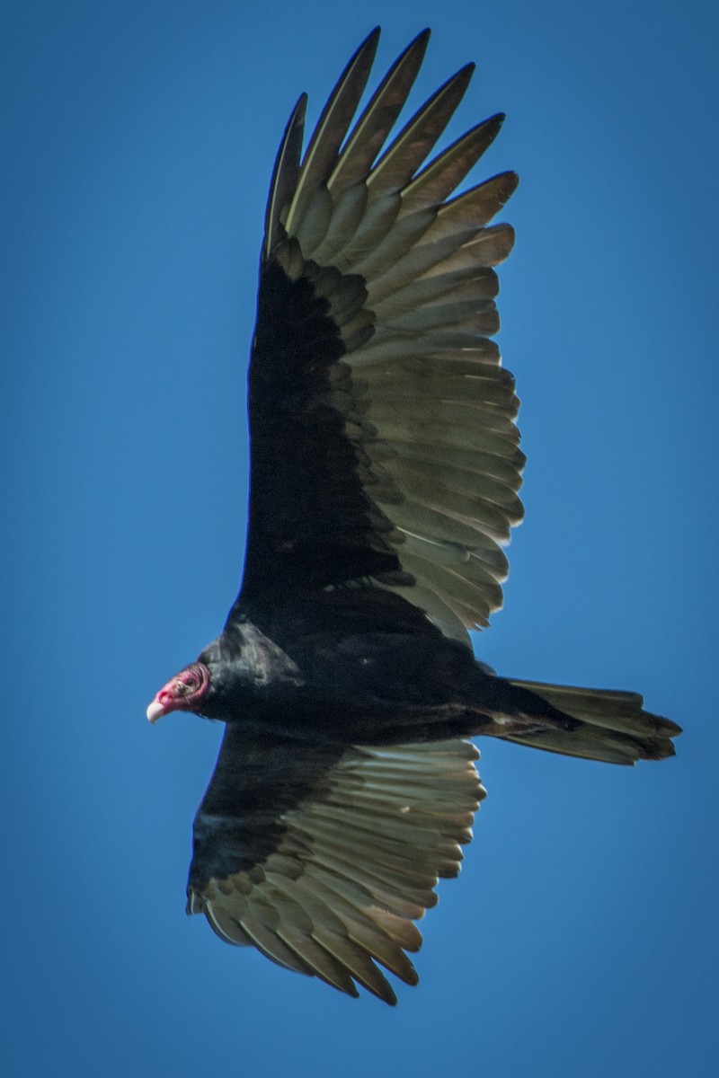 Turkey Vulture - Rick Wilhoit