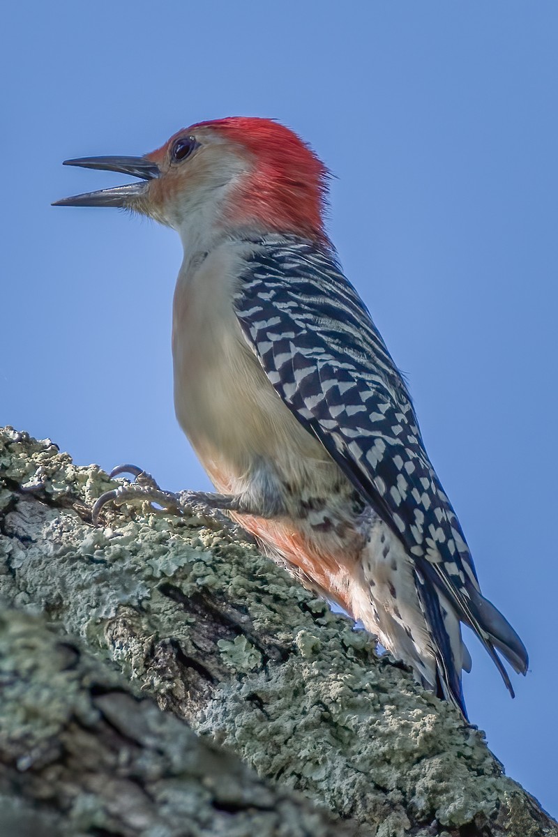 Red-bellied Woodpecker - ML180120161