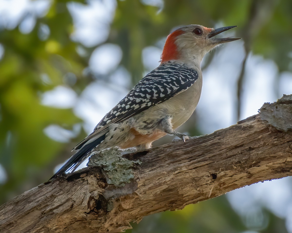 Red-bellied Woodpecker - ML180120181