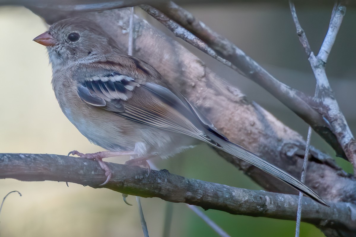 Field Sparrow - Rick Wilhoit