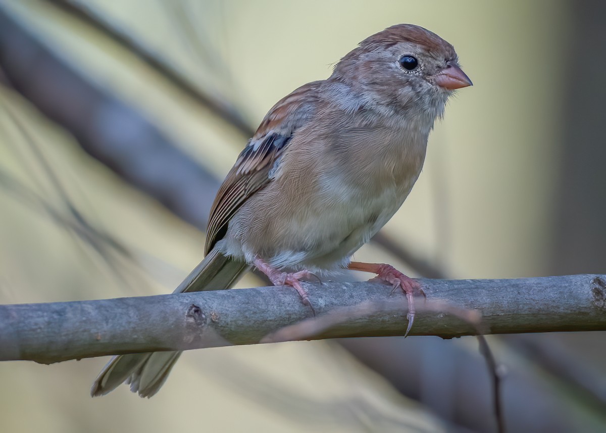 Field Sparrow - ML180120511