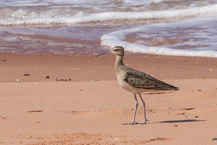 Little Curlew - ML180121371