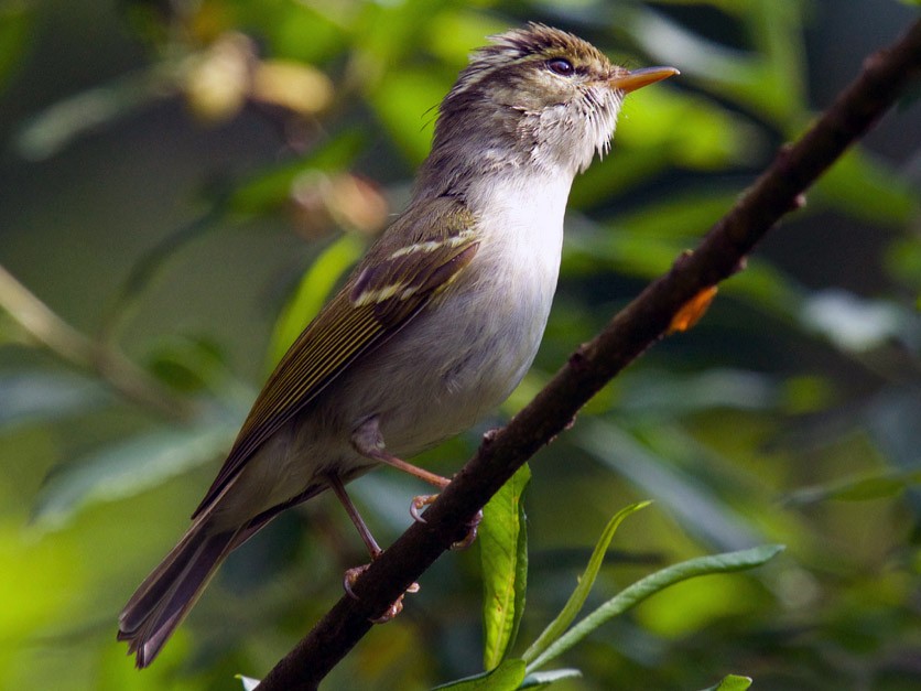 Emei Leaf Warbler - Qin Huang