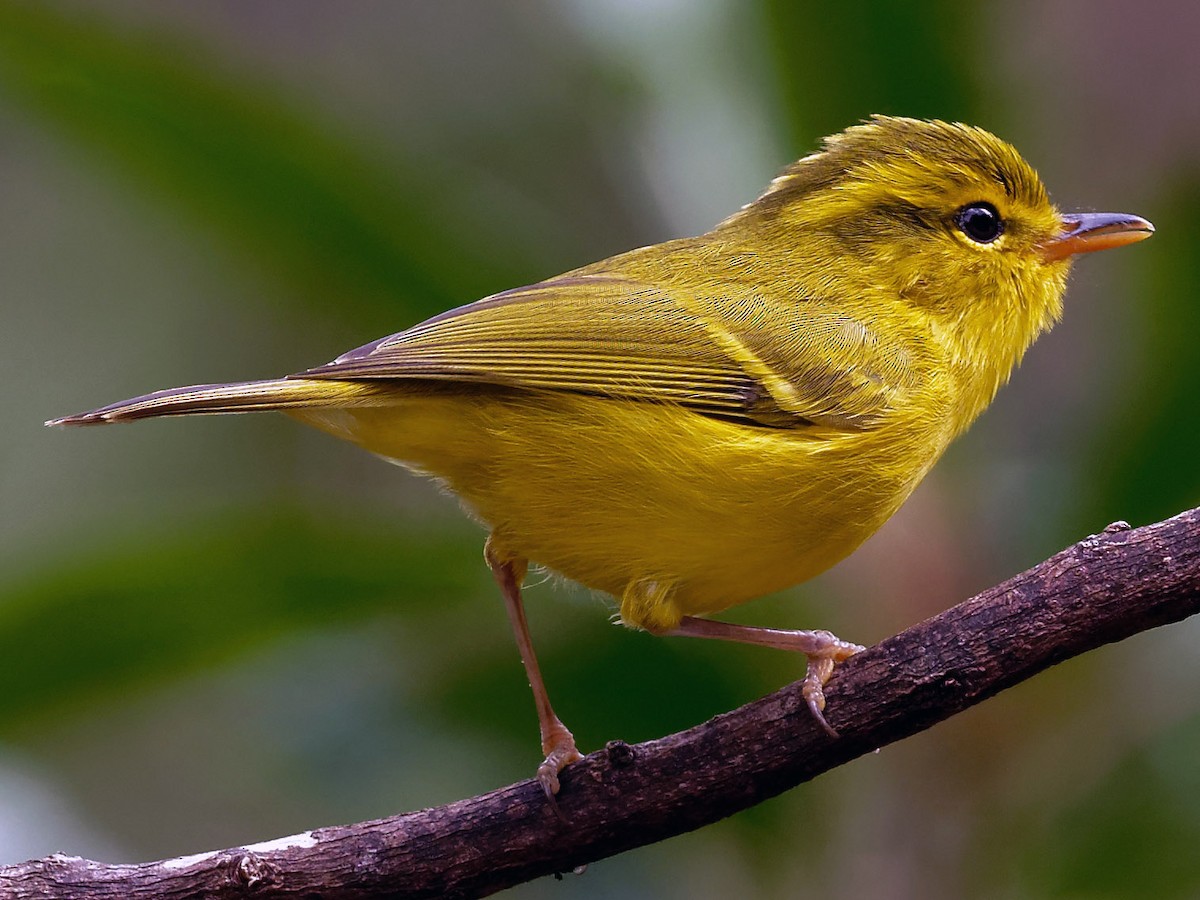 Hainan Leaf Warbler - Phylloscopus hainanus - Birds of the World