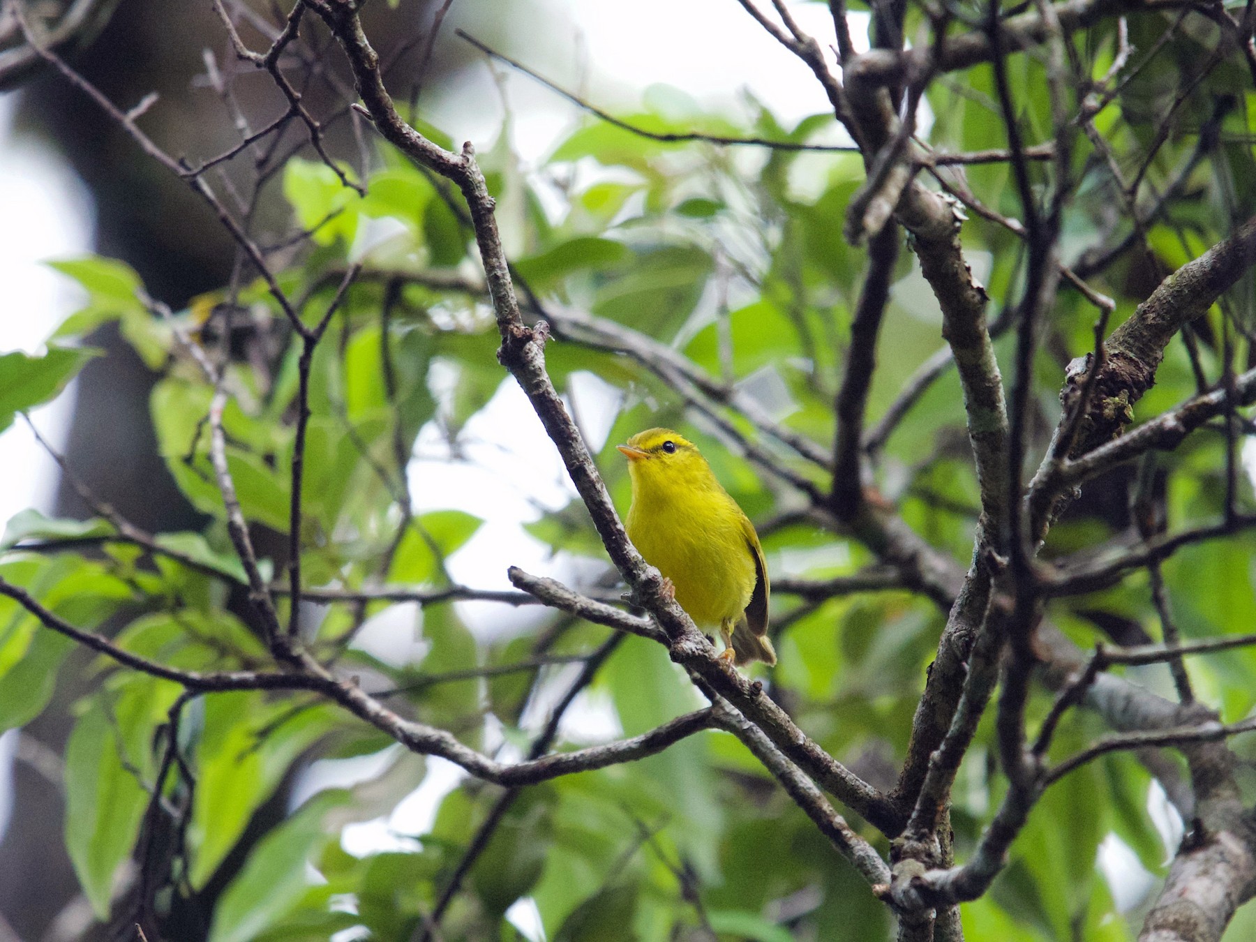 Hainan Leaf Warbler - eBird