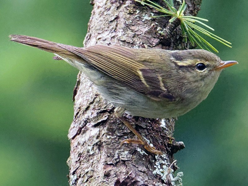 Kloss's Leaf Warbler - Phylloscopus ogilviegranti - Birds of the World