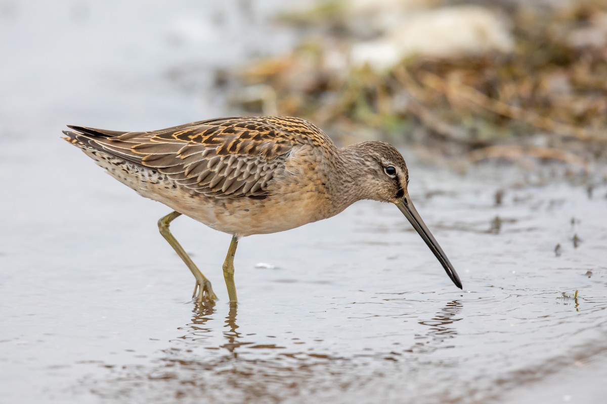 Long-billed Dowitcher - ML180122941