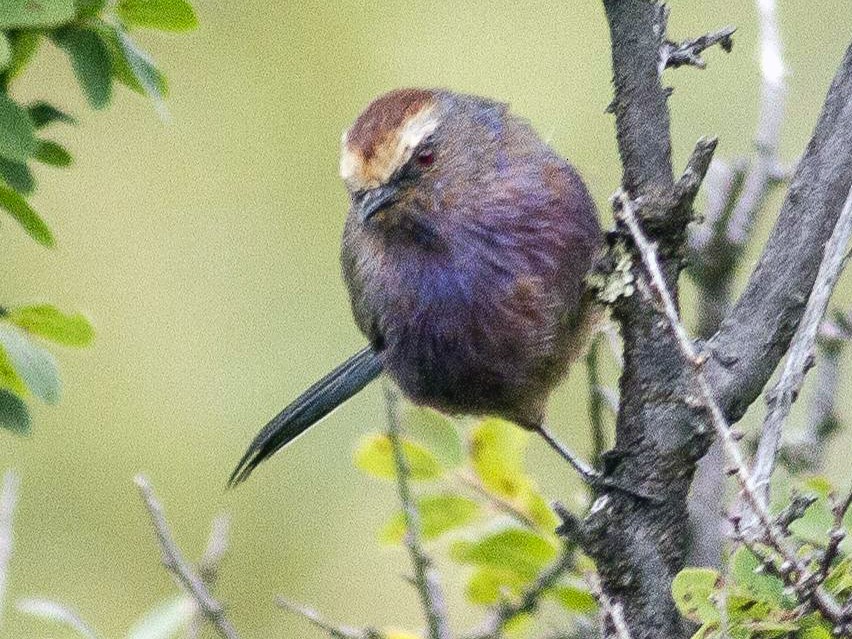 White-browed Tit-Warbler - Jacob Drucker