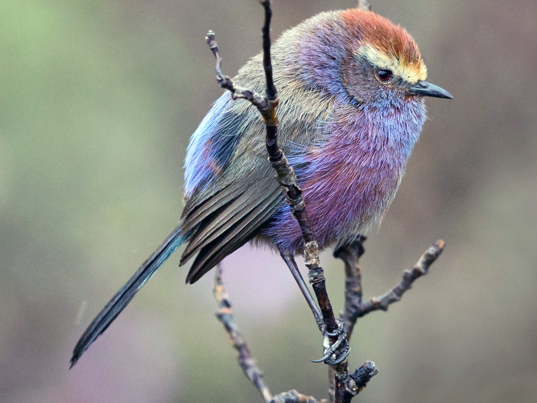 White-browed Tit-Warbler - eBird