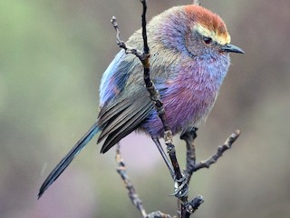  - White-browed Tit-Warbler