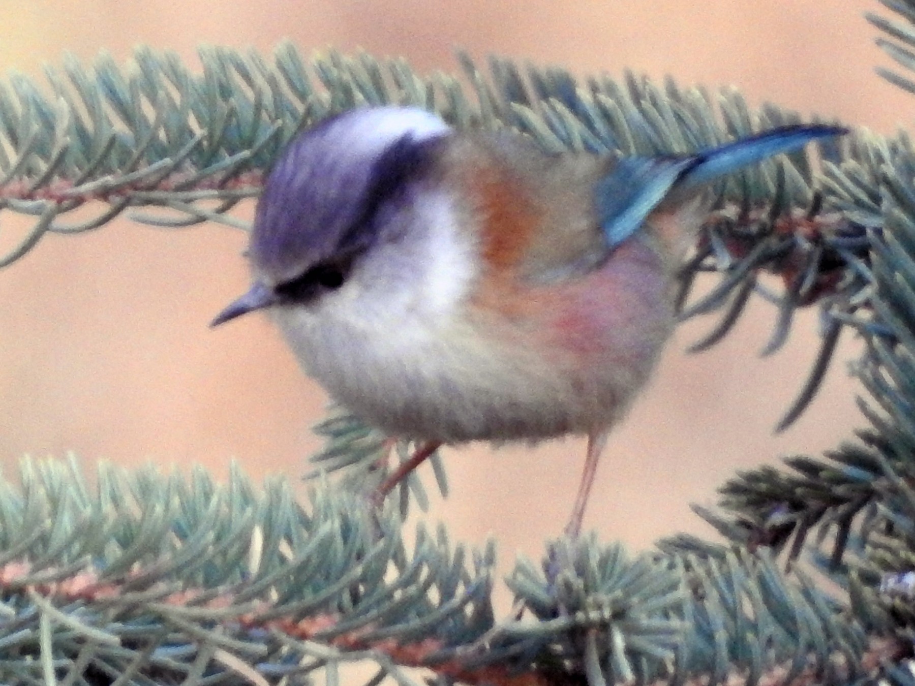 Crested Tit-Warbler - eBird