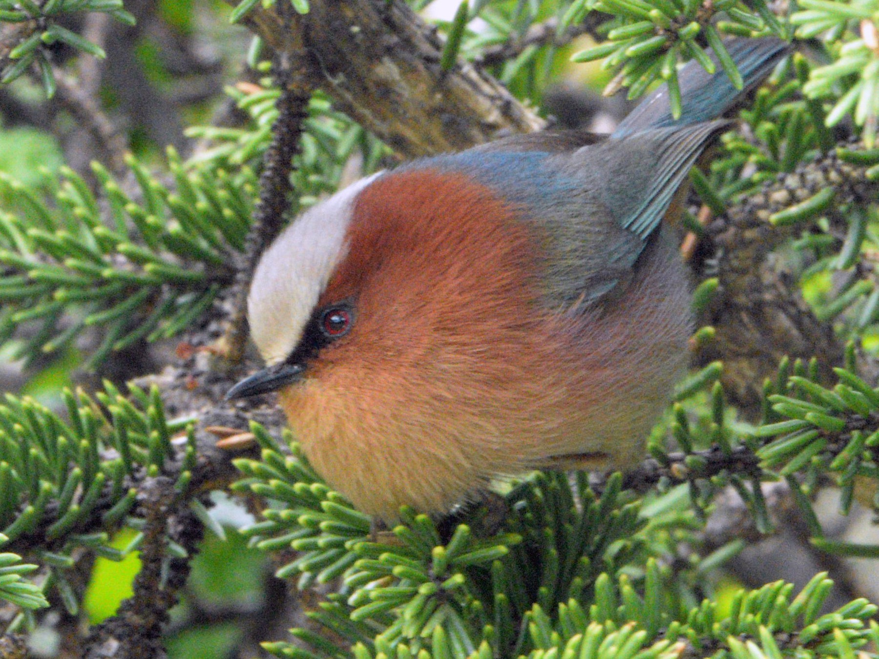 Crested Tit-Warbler - eBird