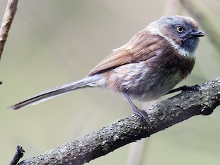  - Sooty Tit
