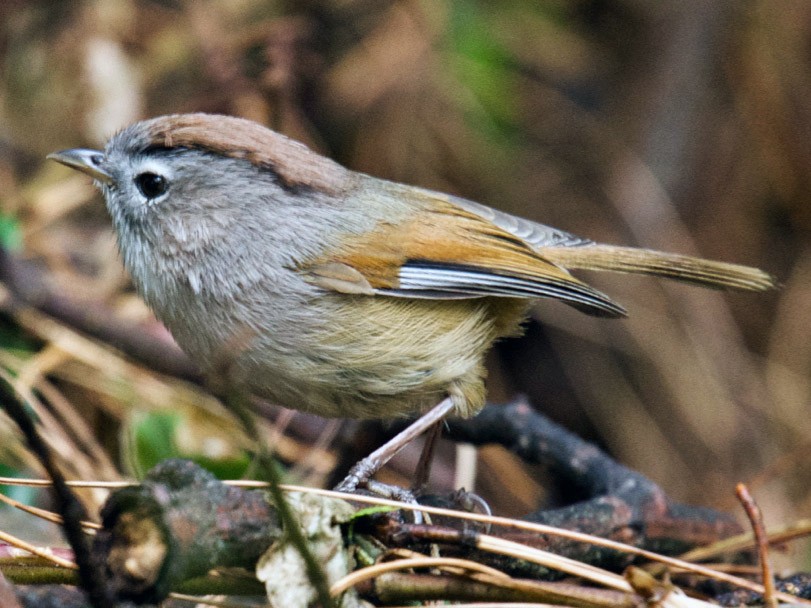 Spectacled Fulvetta - Qin Huang