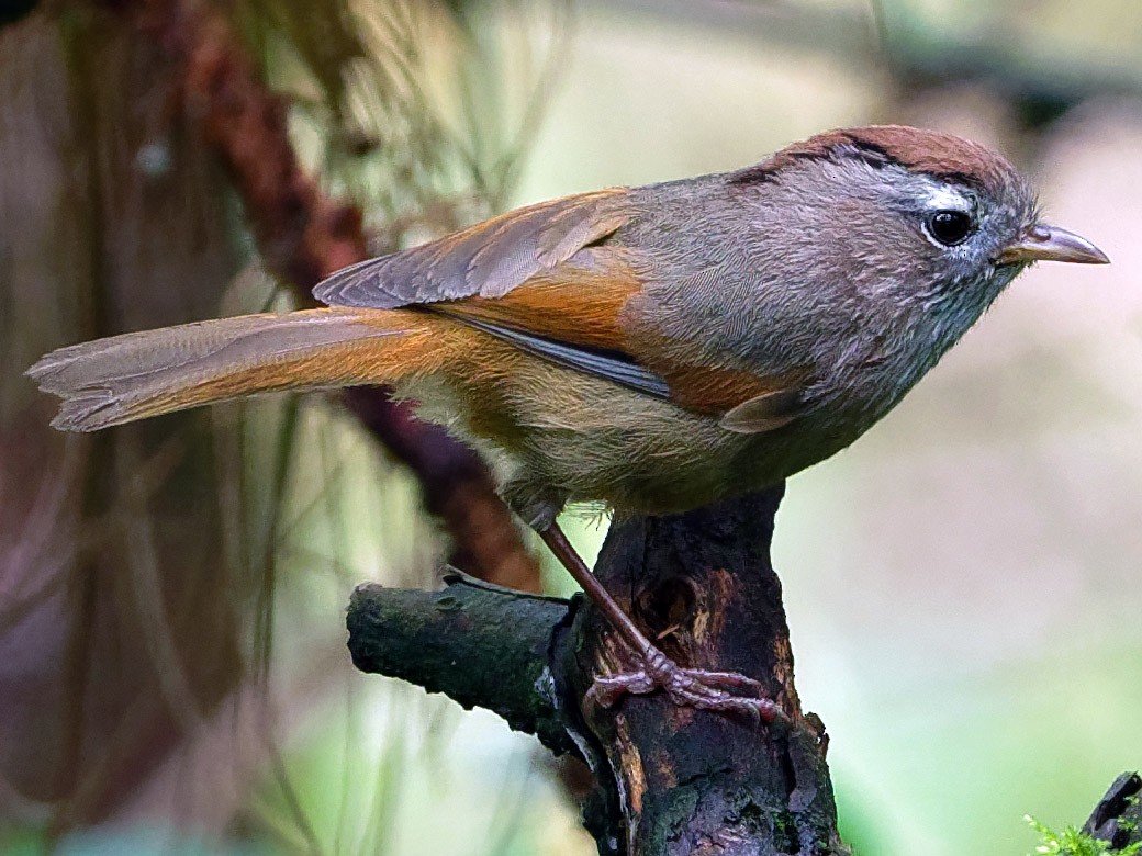 Spectacled Fulvetta - Vincent Wang