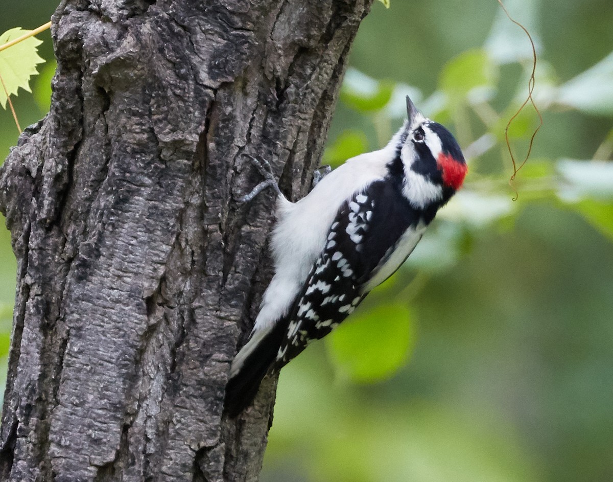 Downy Woodpecker - ML180124091