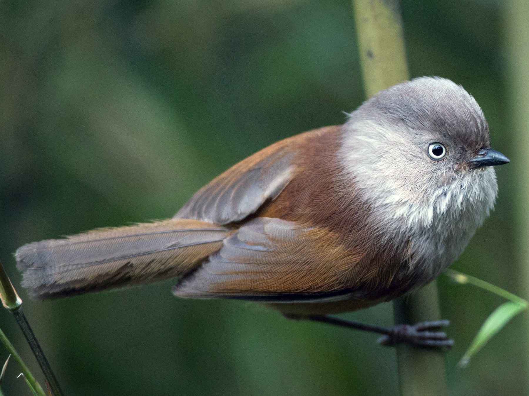 Grayhooded Fulvetta eBird