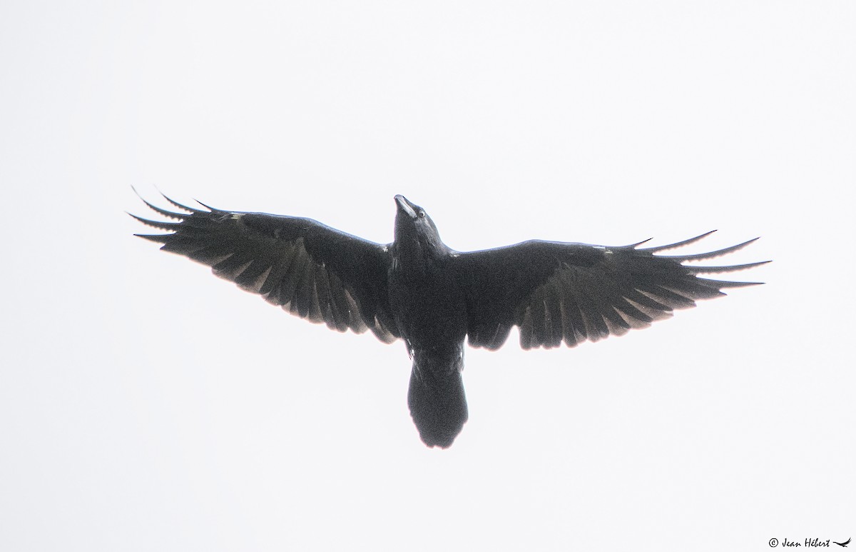 Common Raven - Jean Hebert