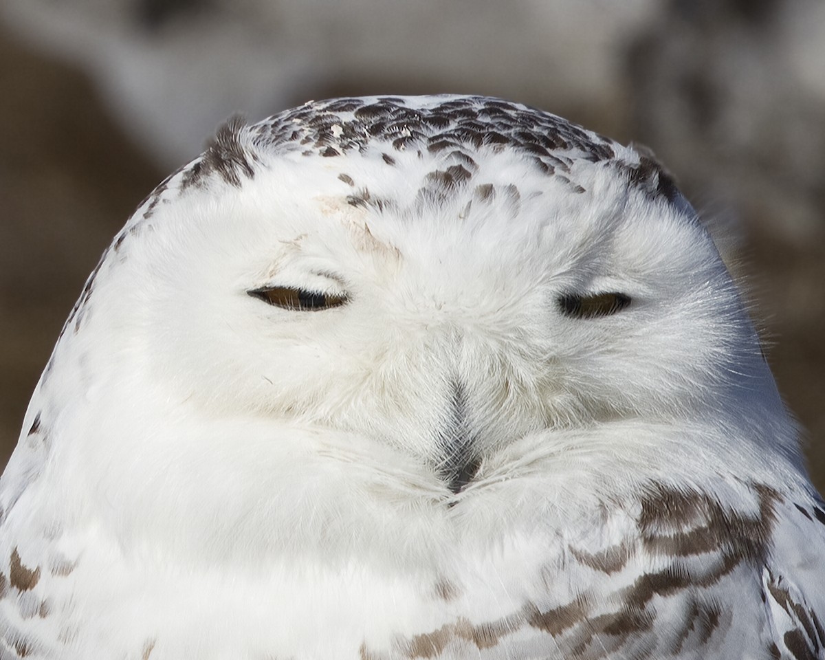 Snowy Owl - ML180124711