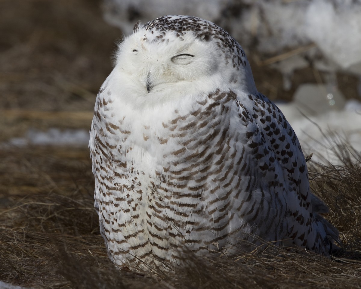 Snowy Owl - ML180125011