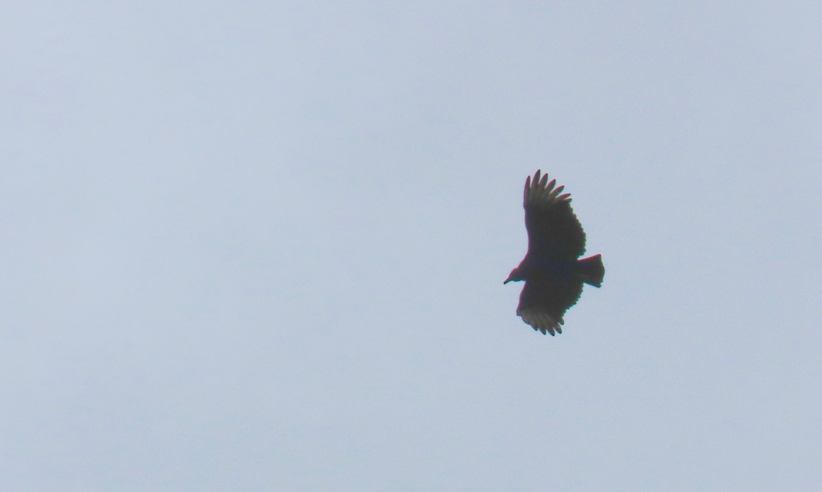 Black Vulture - ML180129901
