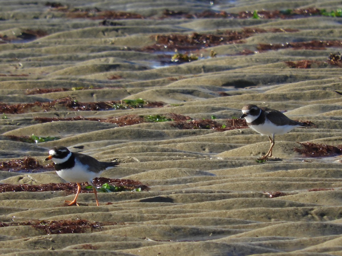 Common Ringed Plover - ML180130041