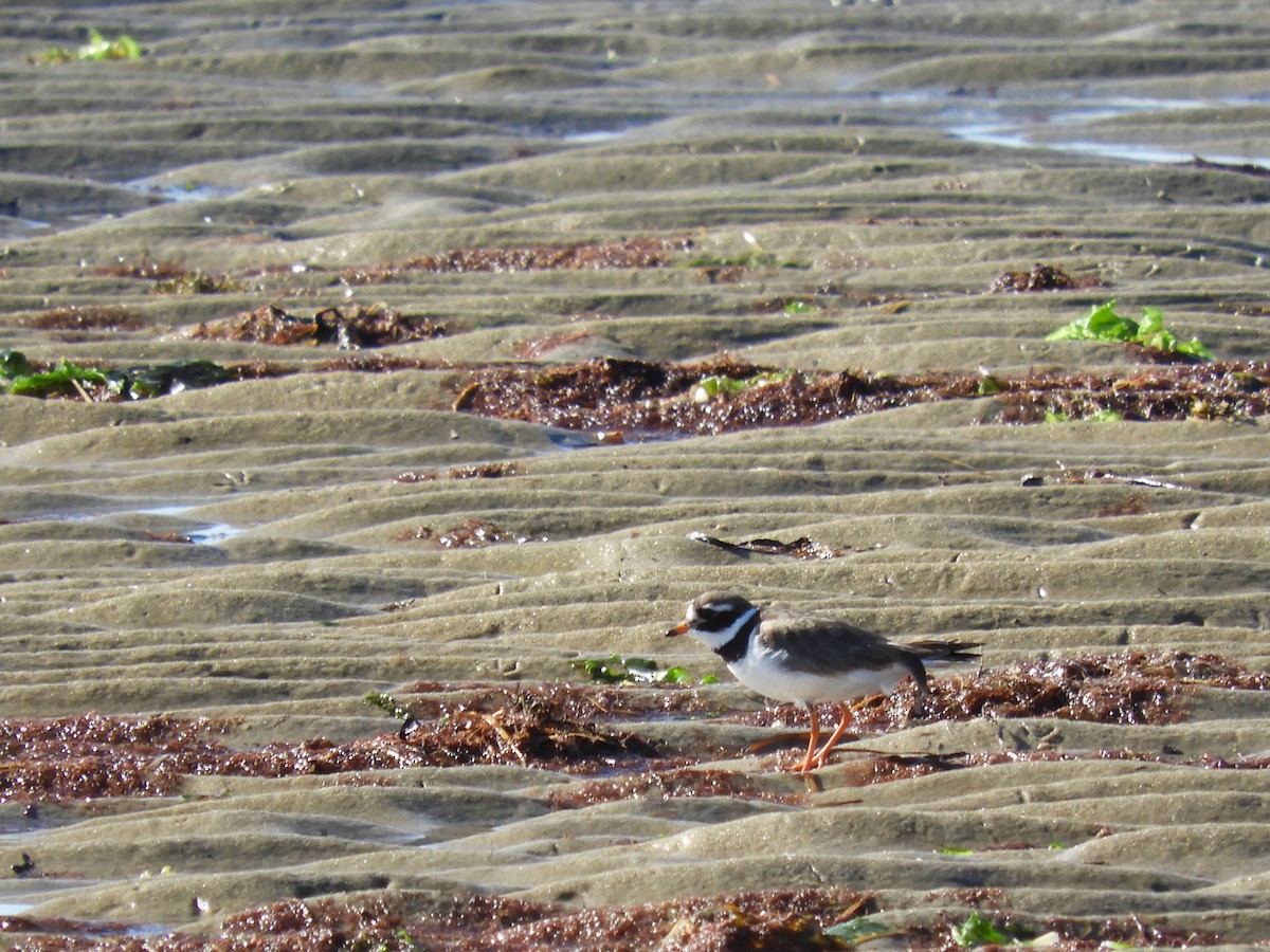 Common Ringed Plover - ML180130081