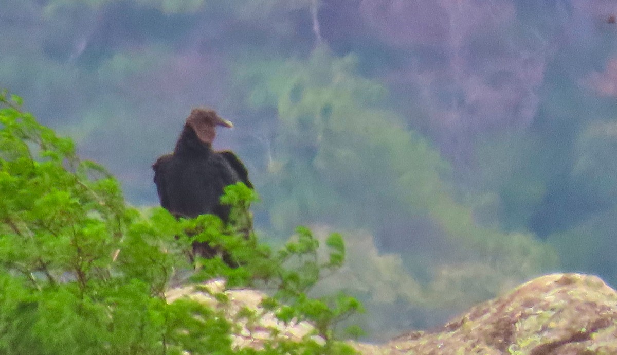 Black Vulture - Denilson  Ordoñez