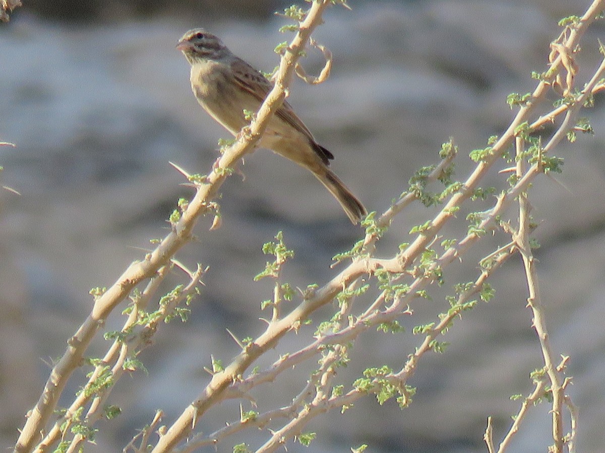 Striolated Bunting - ML180139431