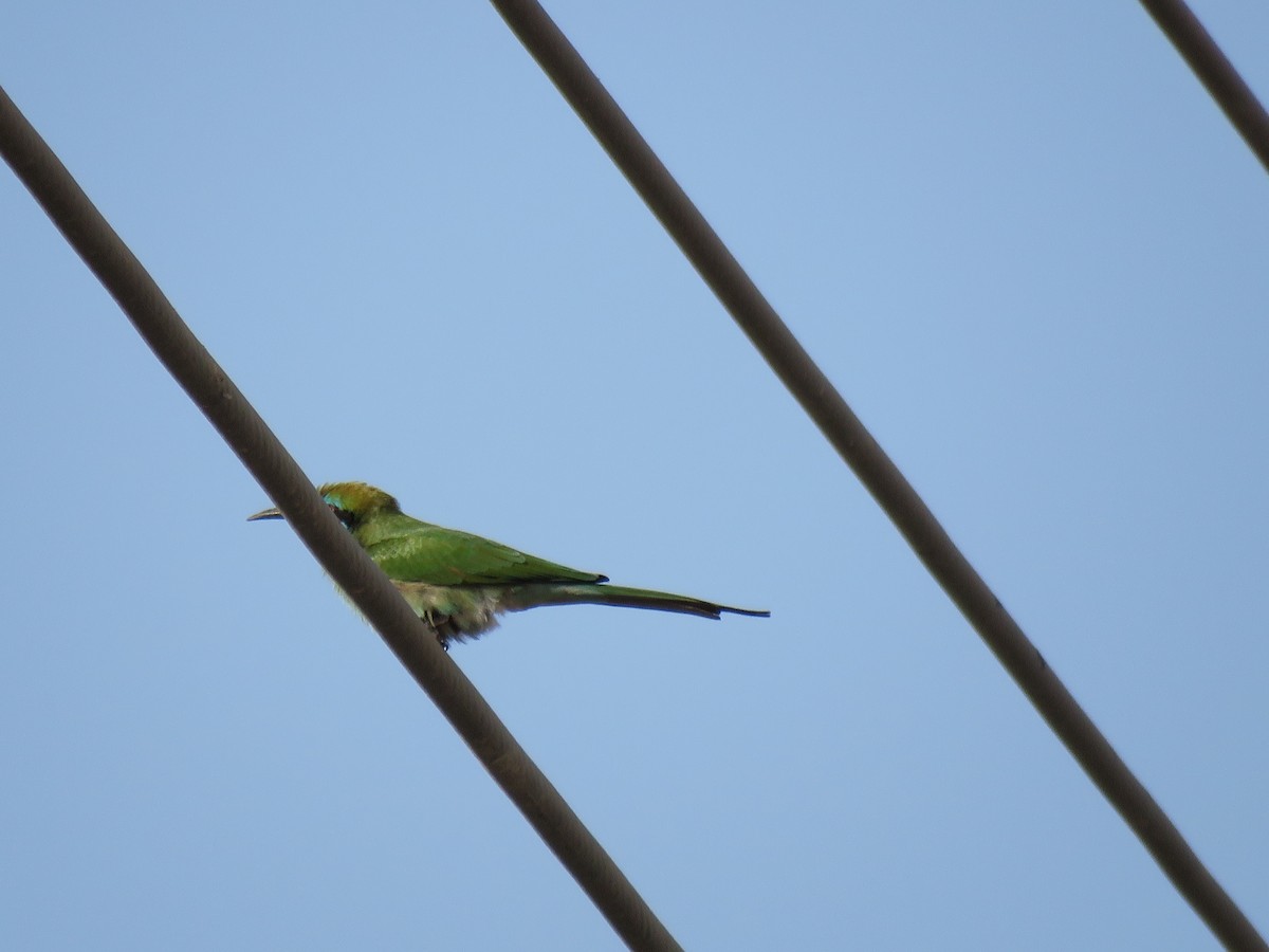 Arabian Green Bee-eater - ML180139531